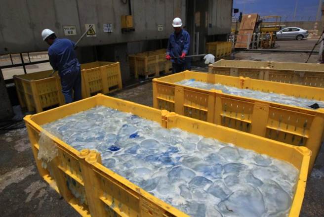 因为这些水母含有剧毒，工人们必须带好手套，才能进行清理。