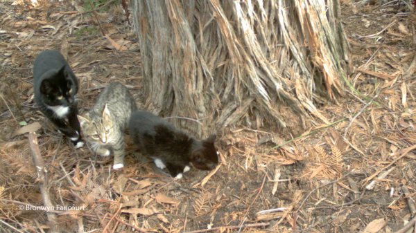 濒临灭绝的澳洲东袋鼬
