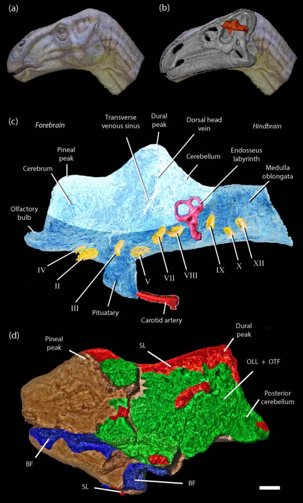 人类首次发现了恐龙的大脑化石