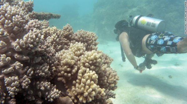 大堡礁还没有死透，但是亟待保护