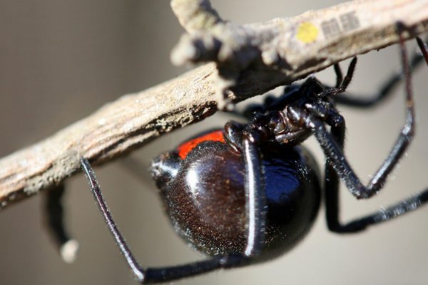 酷病毒：窃取黑寡妇的有毒基因做武器