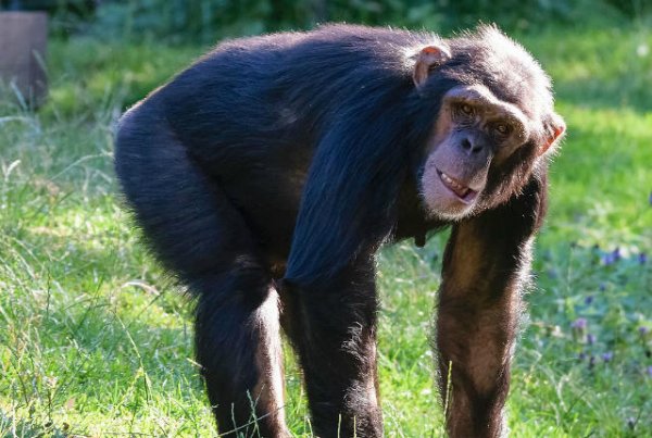猿类能够预测人类的错误行为