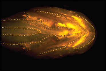 打造“蟾鱼好声音”的褪黑素