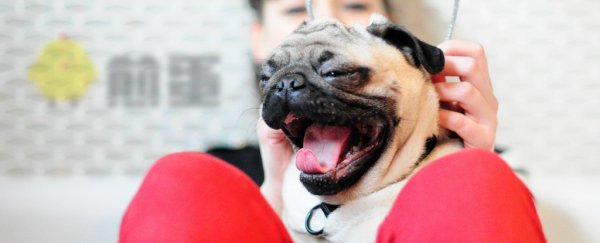 脑袋越大，打哈欠的时间越长