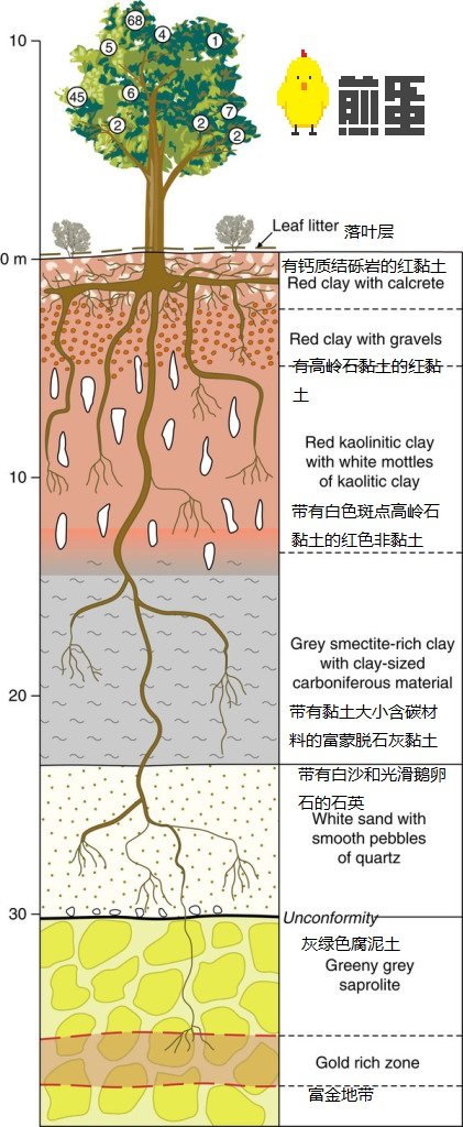 还真有会“长”金子的树