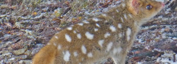 濒临灭绝的澳洲东袋鼬