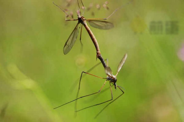 蚊子是如何交配的？