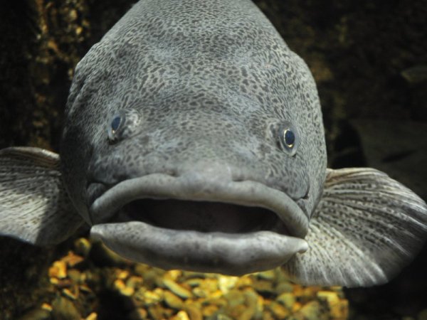 鳕鱼的交配烦恼：口音不同怎么恋爱？