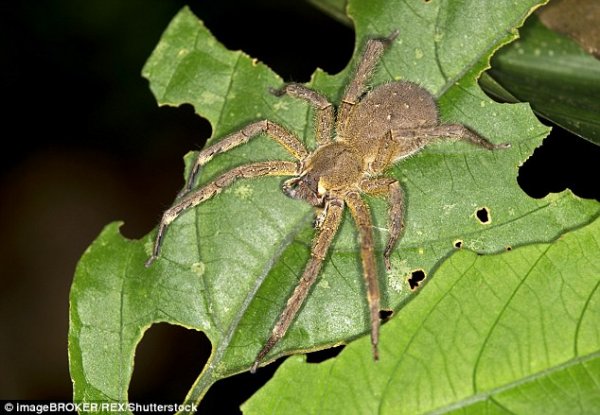 有的毒蜘蛛咬人会让丁丁变大，而有的人丁丁被毒蜘蛛咬了两次