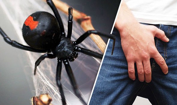 有的毒蜘蛛咬人会让丁丁变大，而有的人丁丁被毒蜘蛛咬了两次