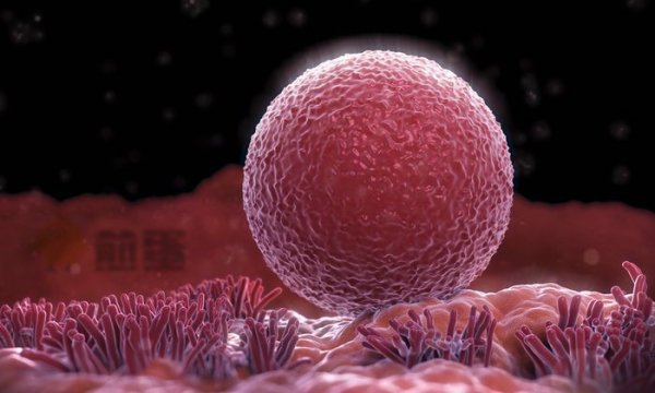 科学家首次发现女性卵巢能产生新卵子