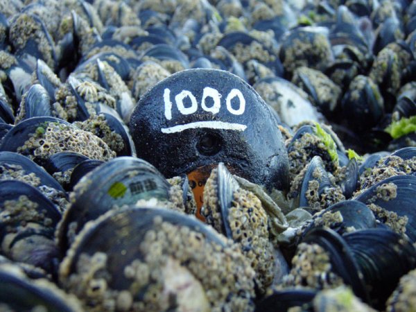 默默守护海洋18年的机械贻贝