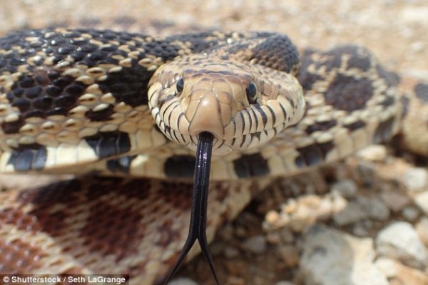 为什么蛇只能靠爬的？科学家给出终极解释