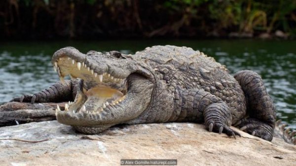 进化论能进化出“龙”吗？