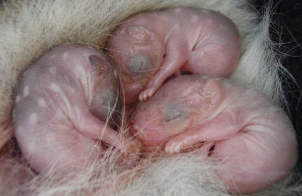 濒临灭绝的澳洲东袋鼬