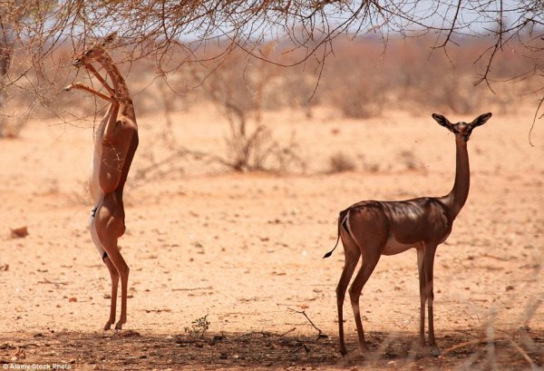 神奇动物在哪里？