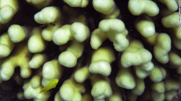 大堡礁还没有死透，但是亟待保护