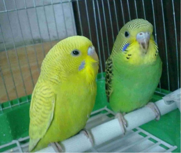 为何鸟儿从来不会在空中彼此相撞？