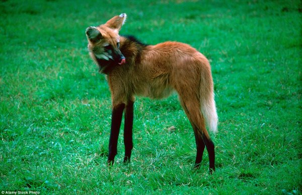 神奇动物在哪里？