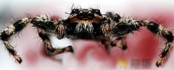 蜘蛛虽然没有耳膜，却能听到你的声音