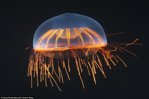 镜头下的神秘深海居民