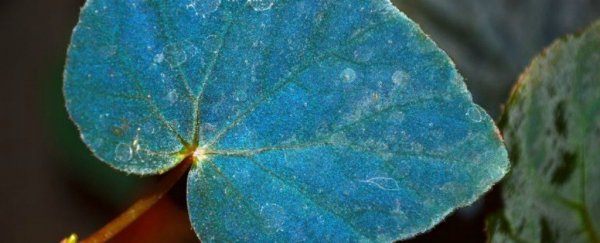 植物不可怕，就怕植物懂量子力学