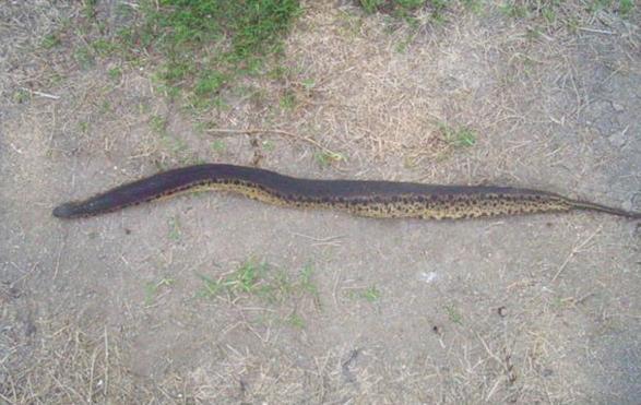 揭秘马来西亚1.7米的巨型“水蛭” 到底是何方神圣？