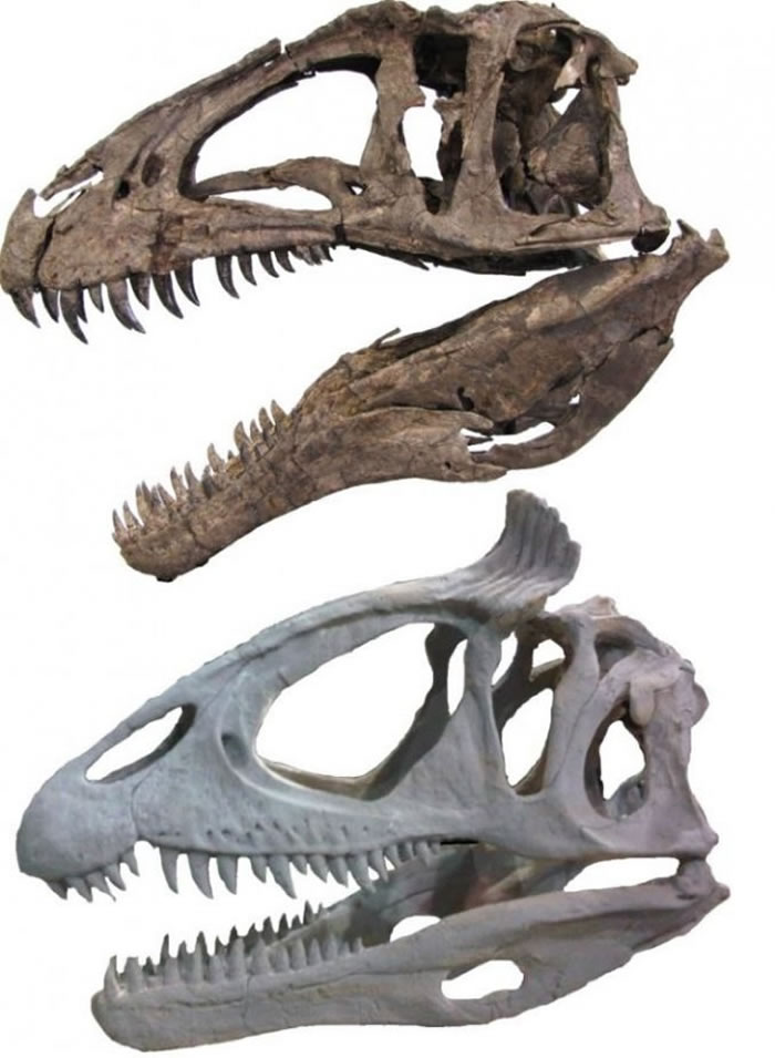 大型兽脚类恐龙的头上有骨质冠状物或突出物