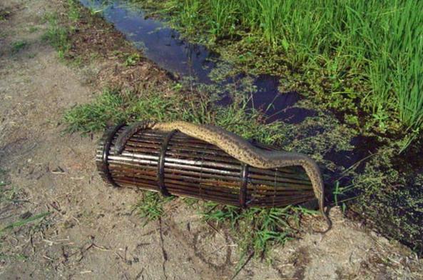 揭秘马来西亚1.7米的巨型“水蛭” 到底是何方神圣？