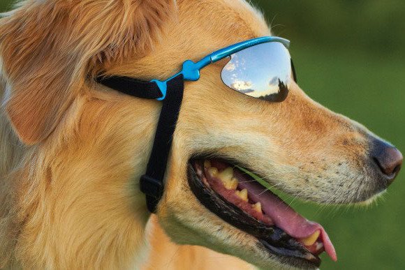 新型视力测试发现，动物也有远视眼