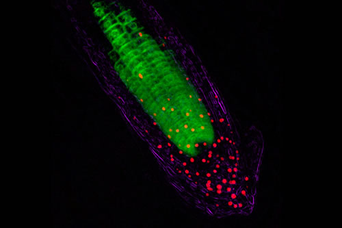 在黑暗处感知光线。图片来源：Dr John Runions/Science Photo Library