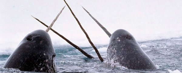 科学家们发现了独角鲸的秘密