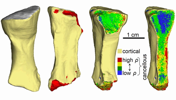 四足动物化石揭示3.33亿年前的一次骨折