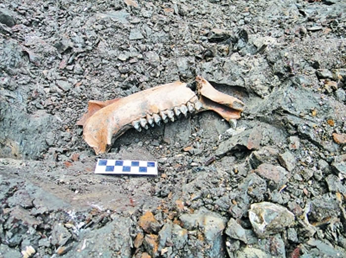 云南貘化石出土