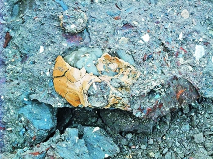 昭通古猿头骨出土状态