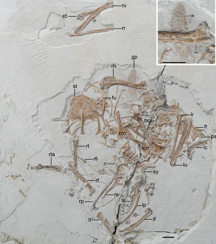 保存有最古老的鸟类食团的反鸟类（王敏供图）
