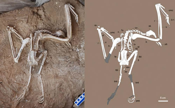 长嘴中新近白兀鹫化石照片和线条图（李志恒供图）