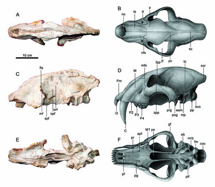 恐剑齿虎头骨化石及其矫正复原（陈瑜绘）