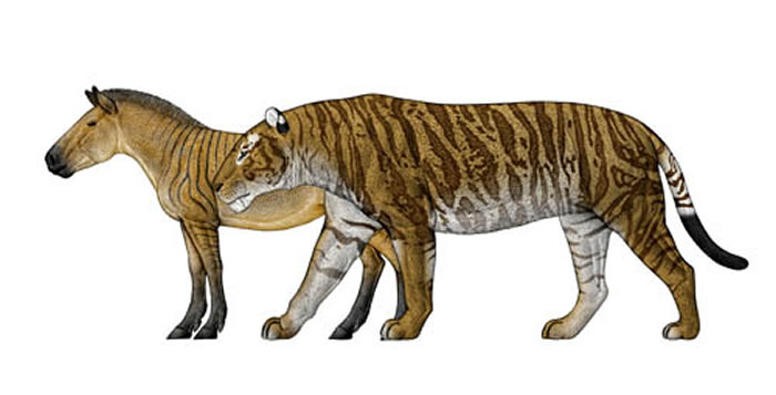 恐剑齿虎与其主要猎物平齿三趾马的体型对比（陈瑜绘）
