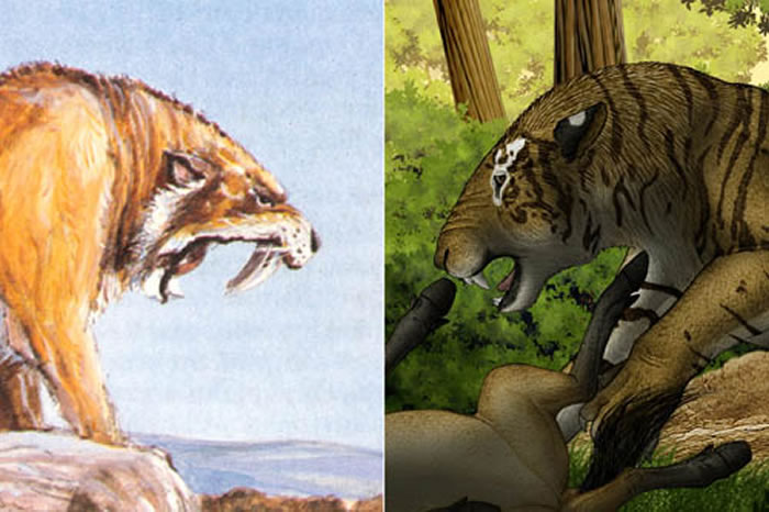 恐剑齿虎与刃齿虎（Michael Long绘）口部开启程度的对比 （邓涛供图）