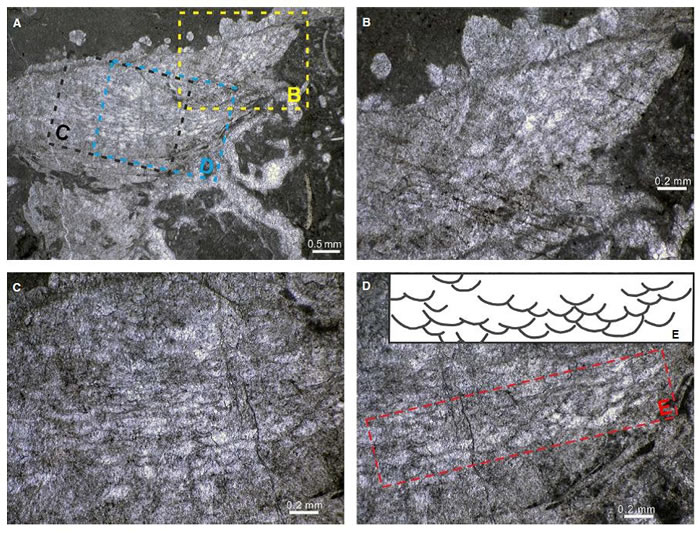 “倒挂”生长在瓶筐石内的泡沫层孔海绵。A. 泡沫层孔海绵的全貌；B-D. 泡沫层孔海绵的细节。E. 泡沫板临摹图