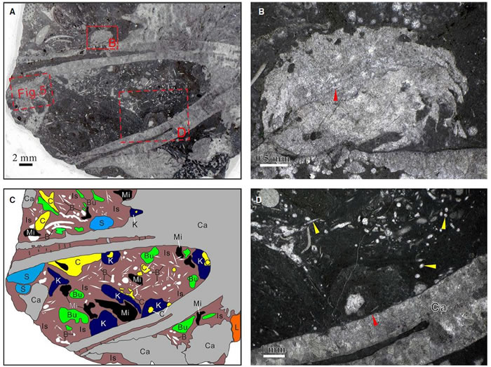 瓶筐石中央腔内的各种化石。A. 显示瓶筐石中央腔的薄片照片；B. 附着在瓶筐石外壁的泡沫层孔海绵碎片；C. 瓶筐石中央腔的薄片照片彩色临摹图；D.瓶筐石内的海绵