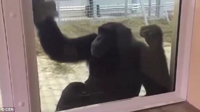 俄罗斯罗斯托夫动物园母黑猩猩Elya每天都认真清理窗户打扫地板