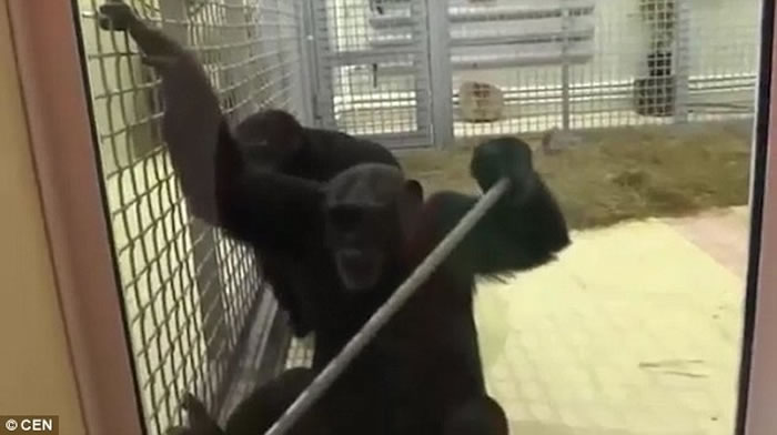 俄罗斯罗斯托夫动物园母黑猩猩Elya每天都认真清理窗户打扫地板