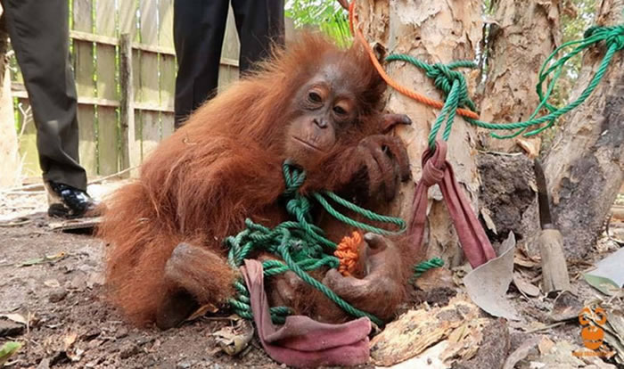 印尼婆罗洲一只红毛猩猩遭捆绑在一棵树下出售