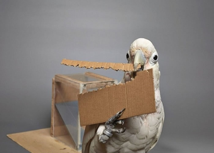 费加罗自制工具。