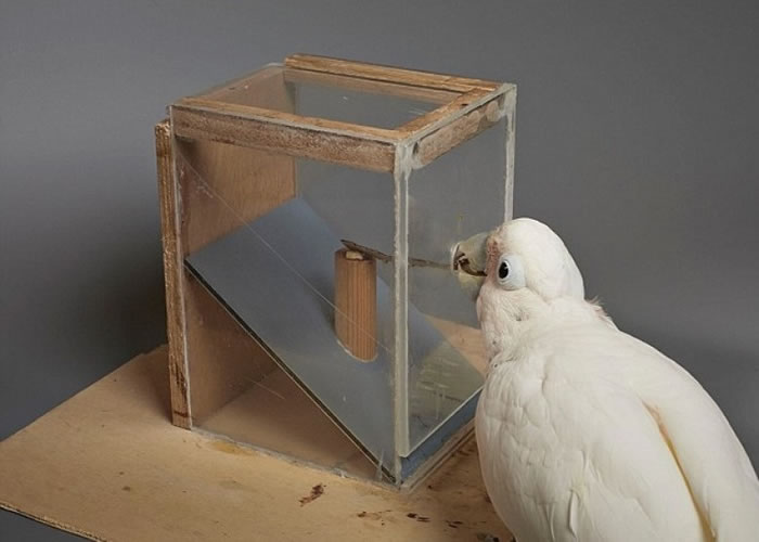 研究指鹦鹉的智慧灵活，能透过想像解决新问题。