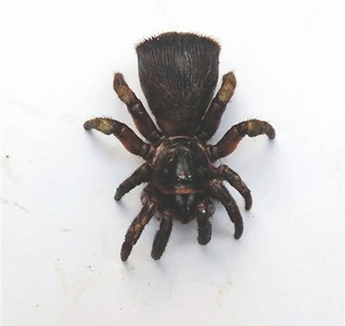 中国只发现过6只：四川蒲江村民在树林里挖出罕见蜘蛛 学名为里氏盘腹蛛