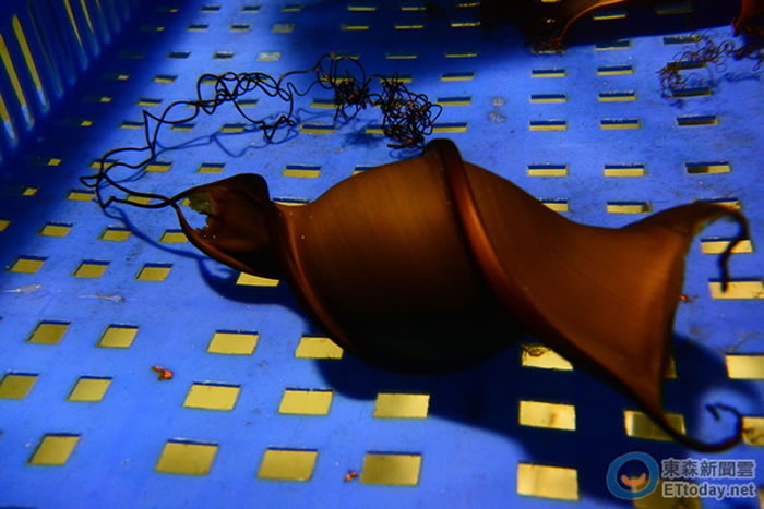 佛氏虎鲨的卵鞘呈现螺旋状。（图／屏东海生馆提供）