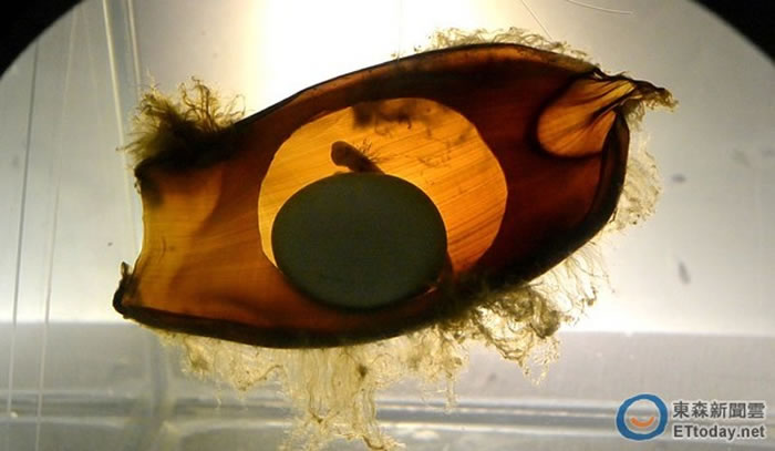 出生6周的猫鲨卵鞘，里面微微透出金光。（图／屏东海生馆提供）